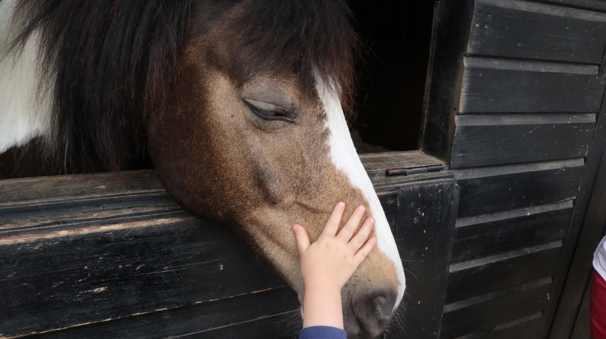 Una niña acaricia con delicadeza el hocico de un caballo