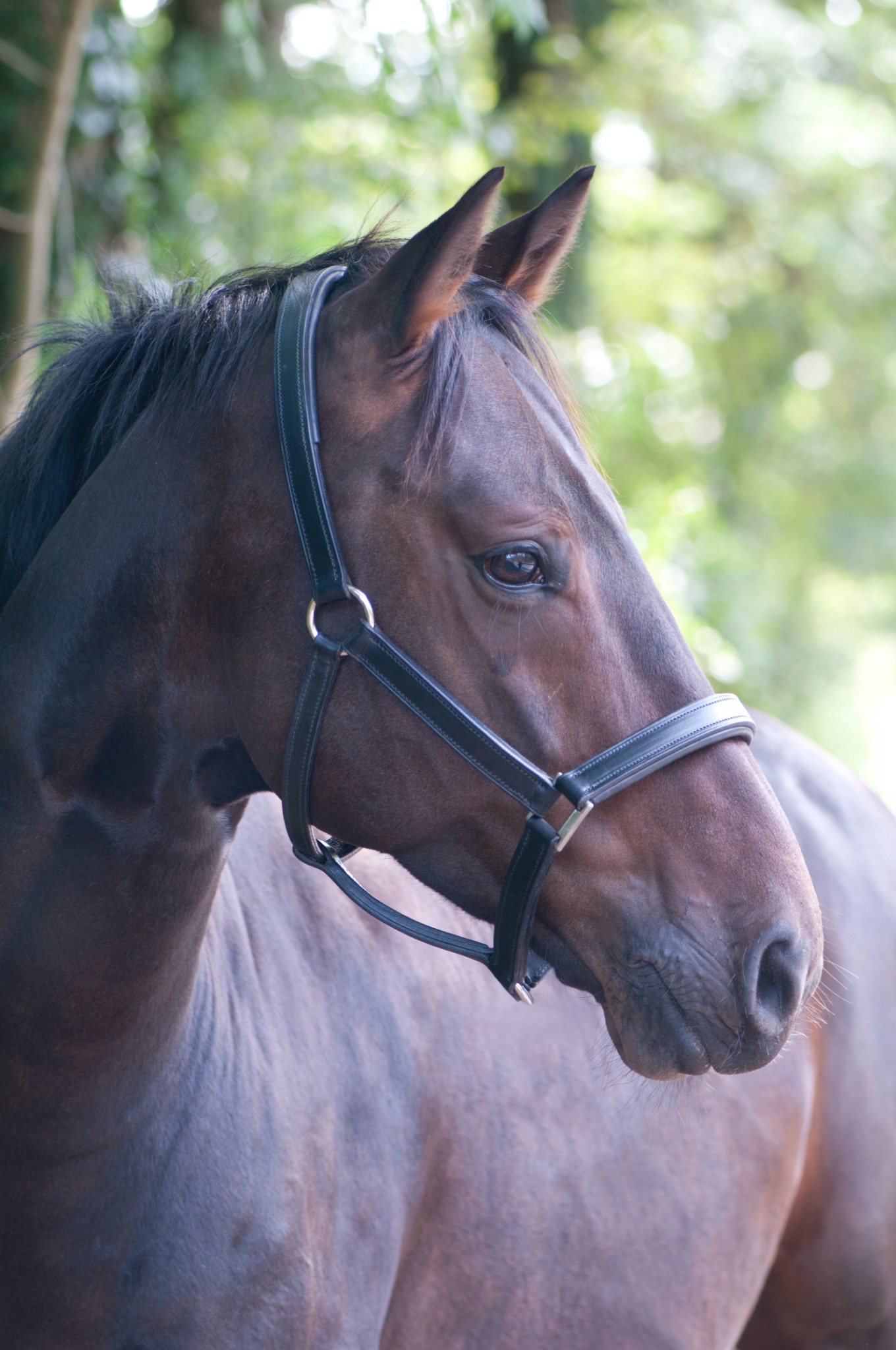 Primer plano sereno de un caballo