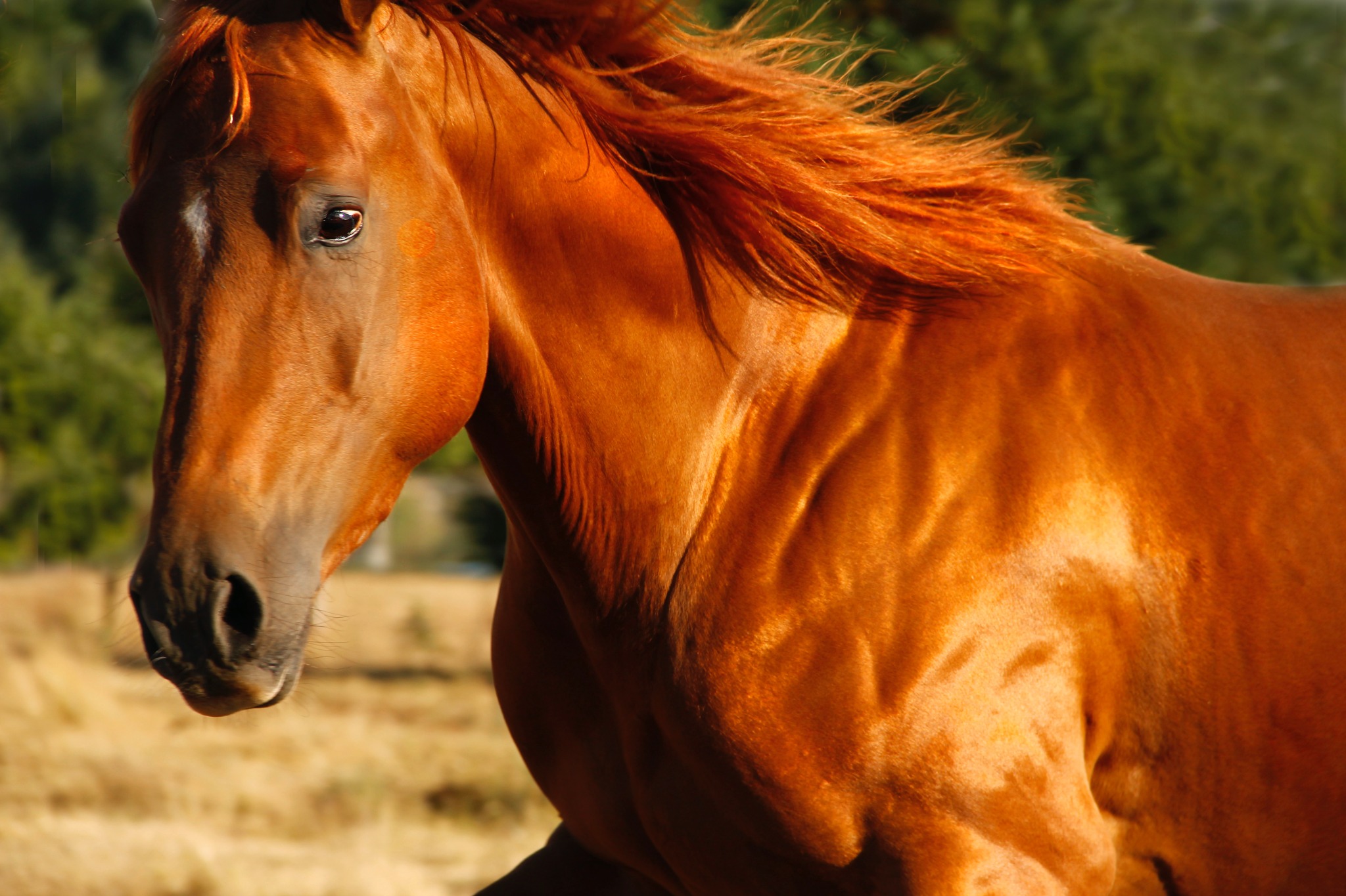 Caballo al aire libre, iluminado por el sol