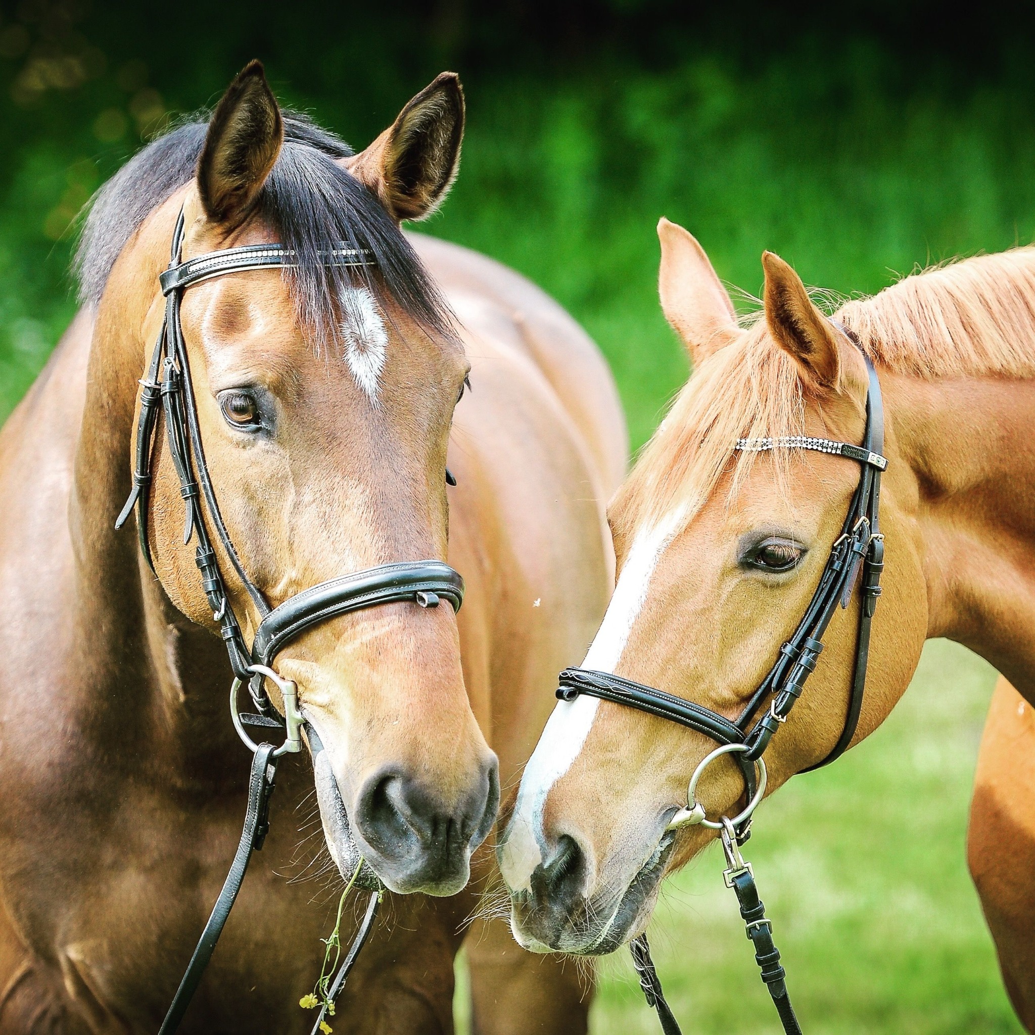 Dos caballos juntos en un prado